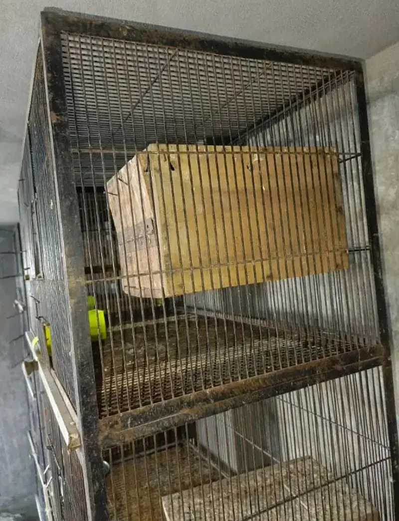strong iron birds cages — photo 3