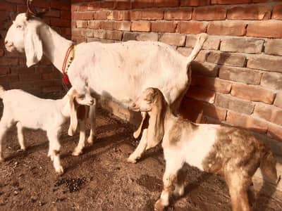 urgent for sale bakri do saat female bache 03206819426 WhatsApp number