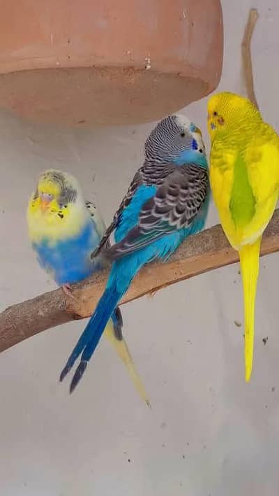 breeder pairs confirmed