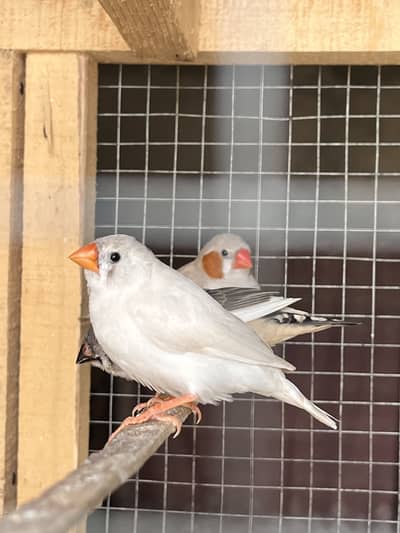 Breeder Zebra Finch