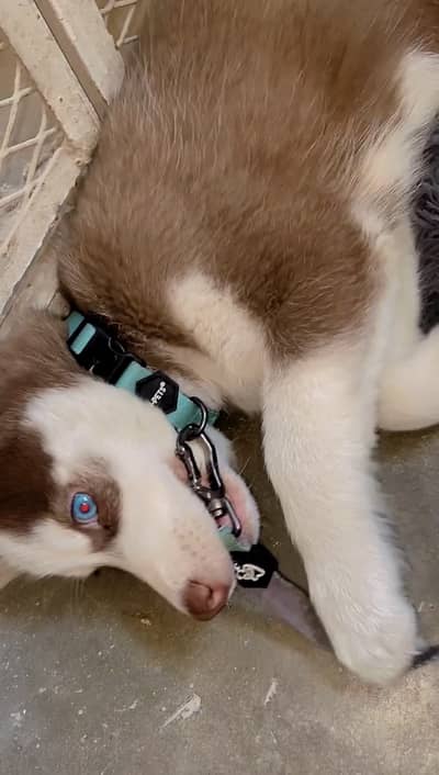 Siberian Husky Baby