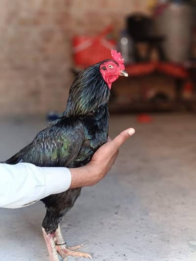 High Quality Mushka aseel murga for sale | 0326_92222_32