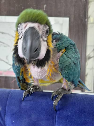 blue and gold macaew and grey parrot