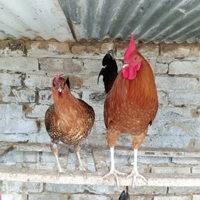 golden misri for sell. 8 femel. 2mels. 03005495538