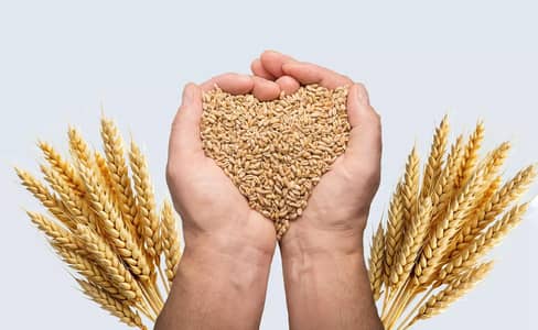 Fresh Gandum | High Quality Wheat | 40kg Per Mann | Direct from Farm