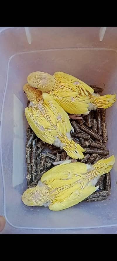 Yellow & Blue Ringneck Chicks