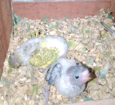 0327-0277654/parrot/hogo/cage/love bird/cocktail/bajri/Australian/chic