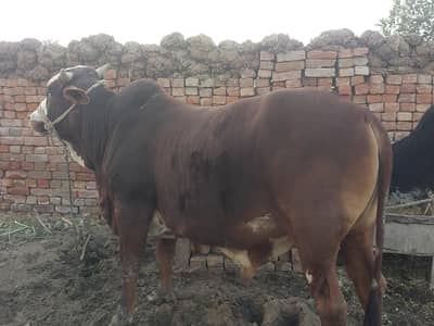 sahiwal nasal h 2 dant h