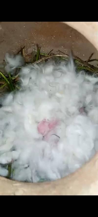 Fancy rabbit female with bunny