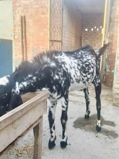03224050199 Bakra for sell
