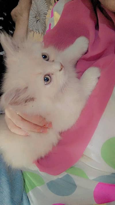 Persian breed triple coat punch face pair