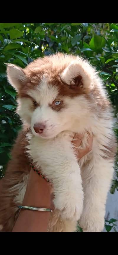Extreme Quality Siberian Husky male Pedigree puppy Available