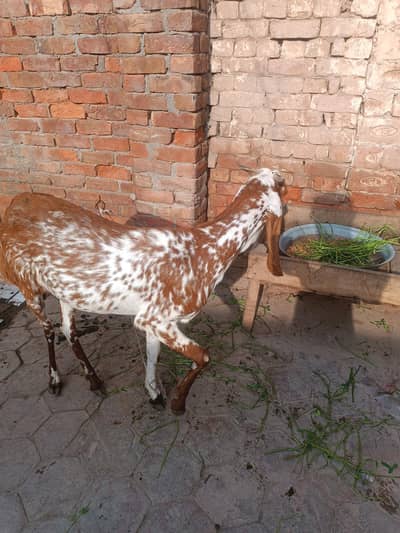 pregnt 3 month sy ziada