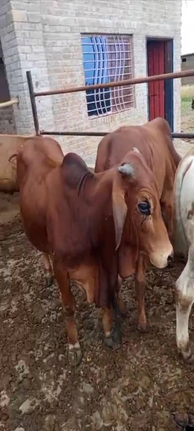 young calves around 300kg live weight 30 in number