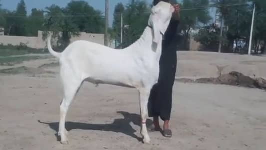 Qurbani lagwane wala Bakra For sale 03106417029