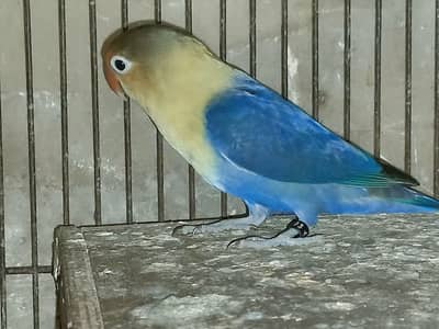 love birds, austra, chicks