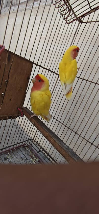 full breeder pair acha wala char bar pahly bhi breed li h