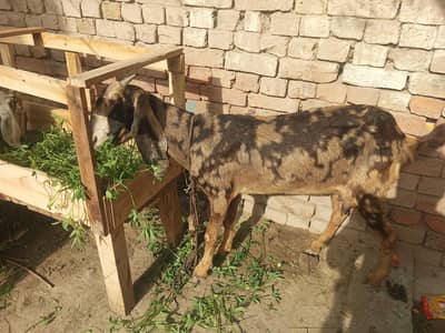 qurbani k Liye Goat Bakri RYK