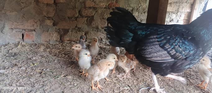 dasi murghi + 15 chicks dasi 1 month ki hai chiks