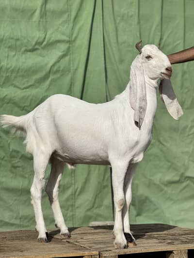 Bakray dumba for sale