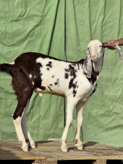 Bakray dumba for sale