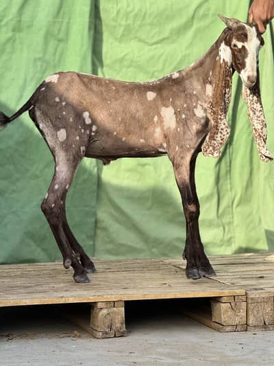Bakra for sale