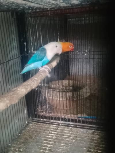 opline pair love bird