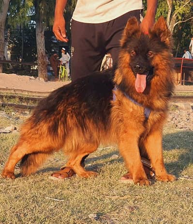 German shepherd for sale
