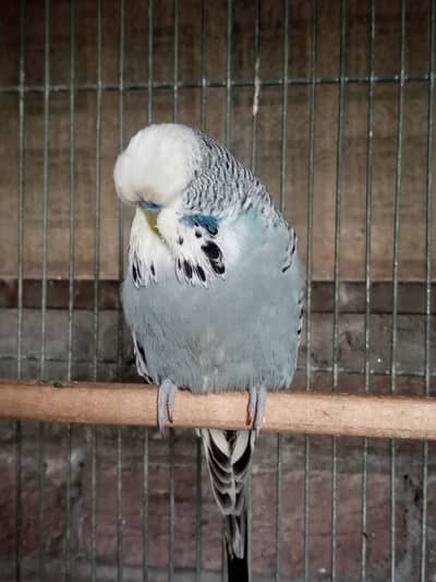 Exhibition Budgerigars, Cockatiels,Lovebirds, TCB Lemon Hogo females