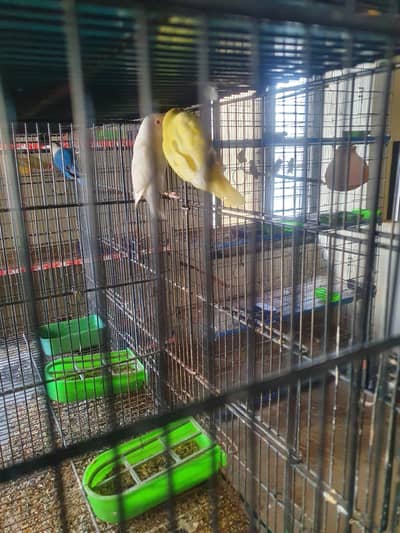 Cages and birds. . Albino with chicks