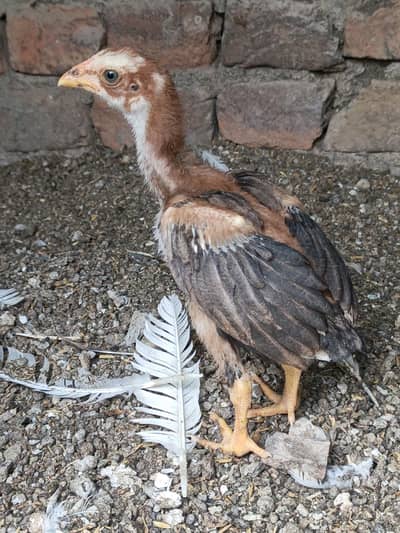 High Quality Aseel Mianwali breed