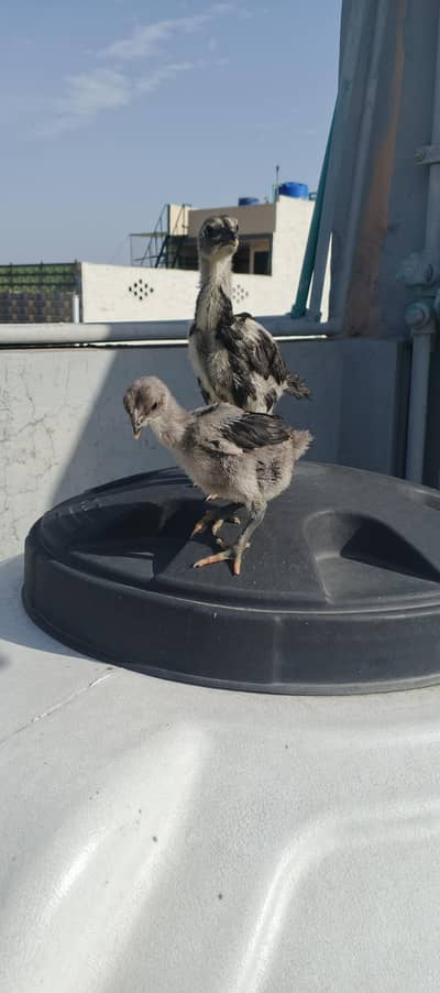 pure Dragon's dragon