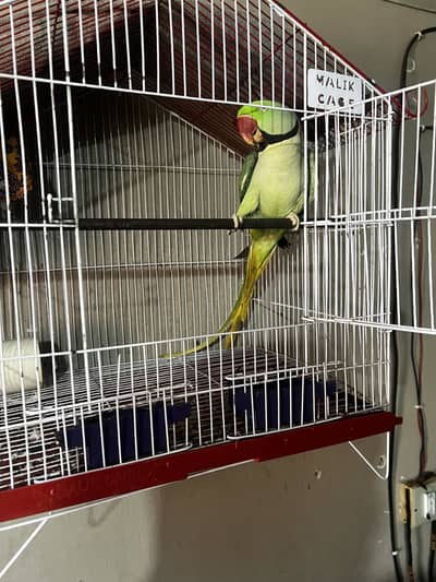 Talking parrot with cage