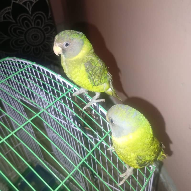 Parrots 0