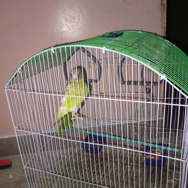 Parrots 2