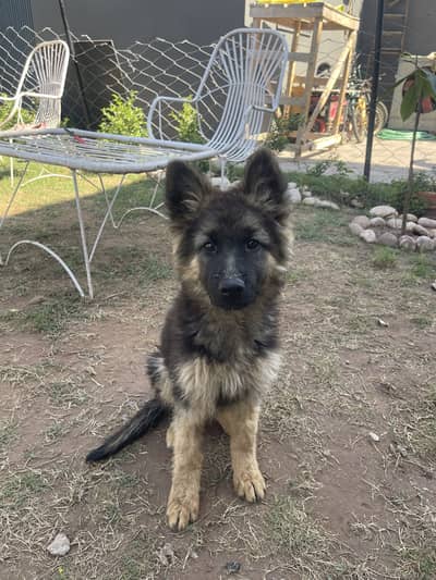 GSD female puppy