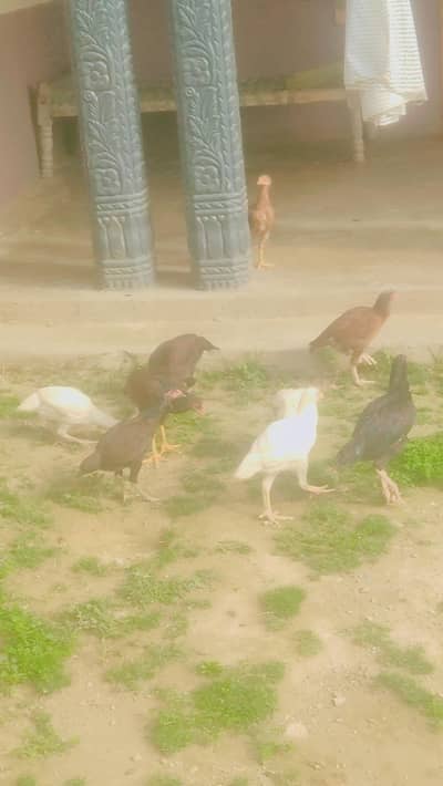 9 asel. . . 0.3. . . 4. . 3.51. 57.071