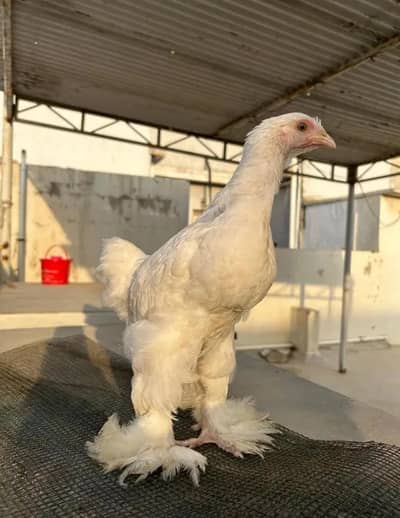 Murghi White Buff Hens
