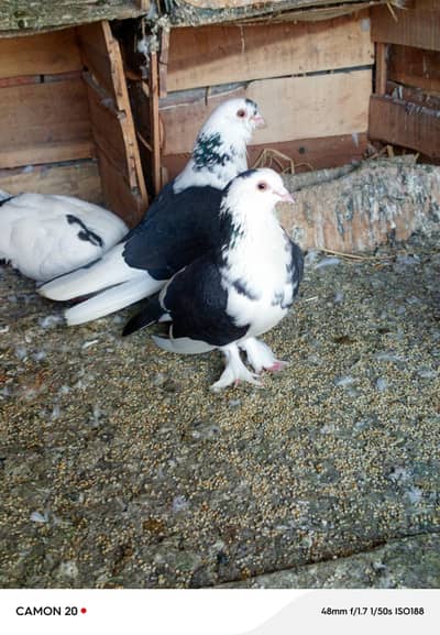 Sharzi Pigeon For Sell