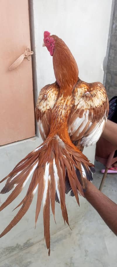 only call, WhatsApp aseel