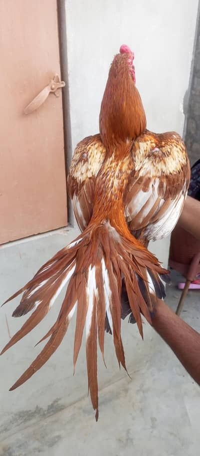 only call, WhatsApp aseel