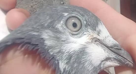 11 breeder pair 4 female for sale