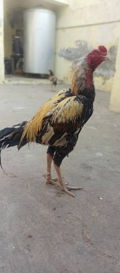 Aseel Mianwali High quality Chicks