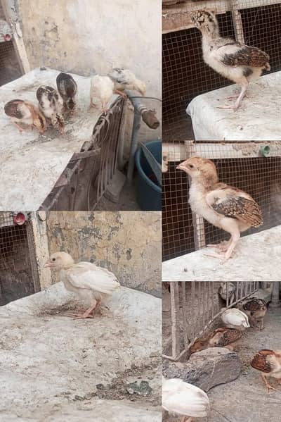Aseel Mianwali High quality Chicks