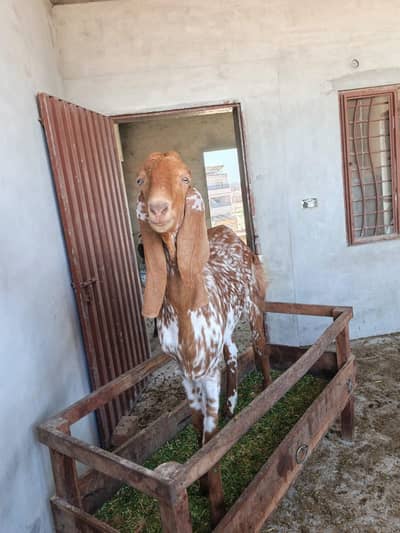 Very interested Makhi Cheeni