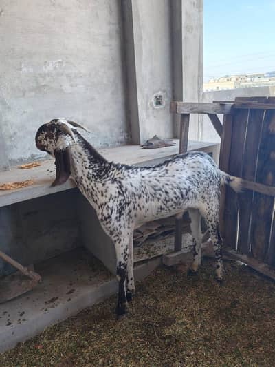 Very interested Makhi Cheeni