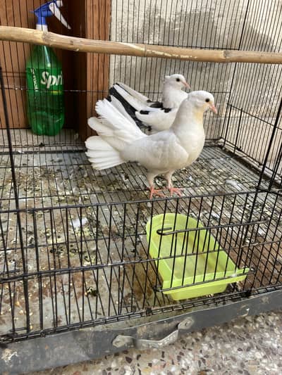 Beautiful Fantail Pair