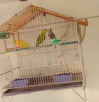 cage or 3 Australian parrot