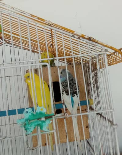 cage or 3 Australian parrot