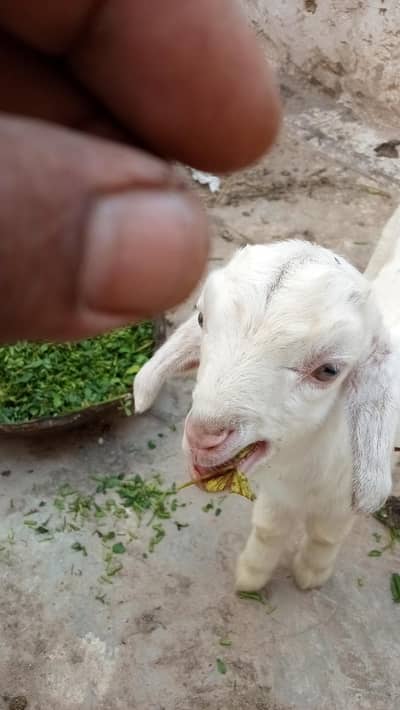 1 bakri KY Sath 2  mail baby's